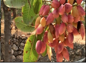 Φιστίκι  Αιγίνης