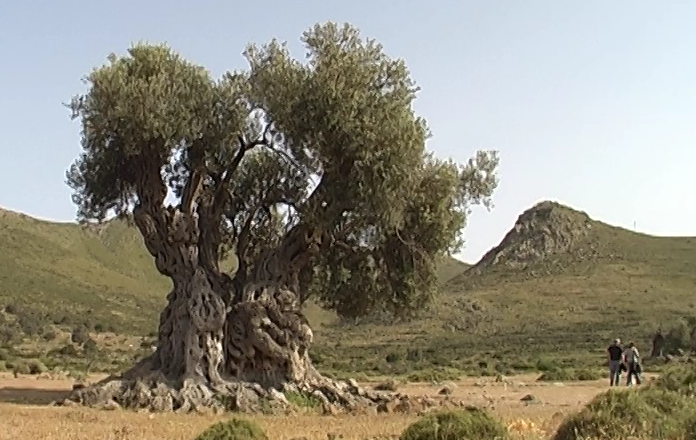 Ο Ελαιώνας της Αίγινας